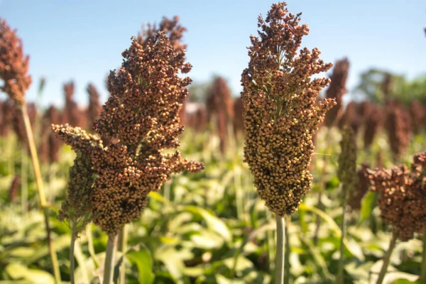 Realizan un análisis comparativo de 21 variedades de sorgo en tres localidades