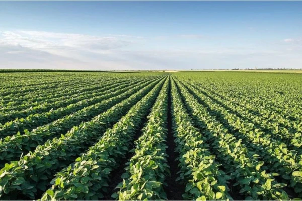 Soja: el área sembrada decreció en relación a la campaña pasada
