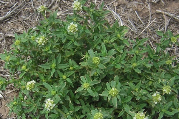 Ensayos de manejo de malezas en soja, maíz, poroto y sorgo