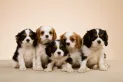 Compañeros incondicionales: las tres razas de perros más cariñosas, según un especialista
