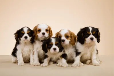 Compañeros incondicionales: las tres razas de perros más cariñosas, según un especialista