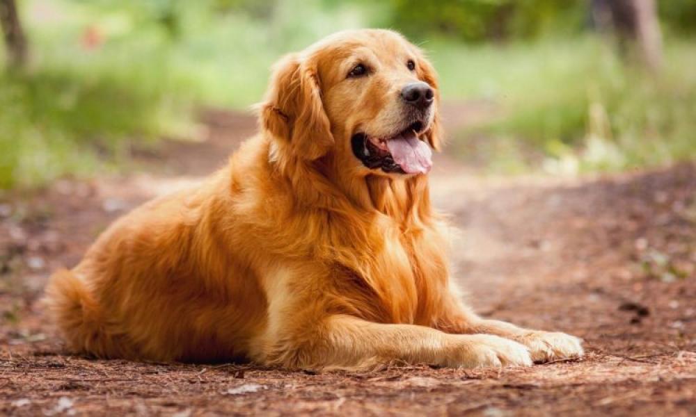 Los Goldens y su encanto en el tercer lugar. 