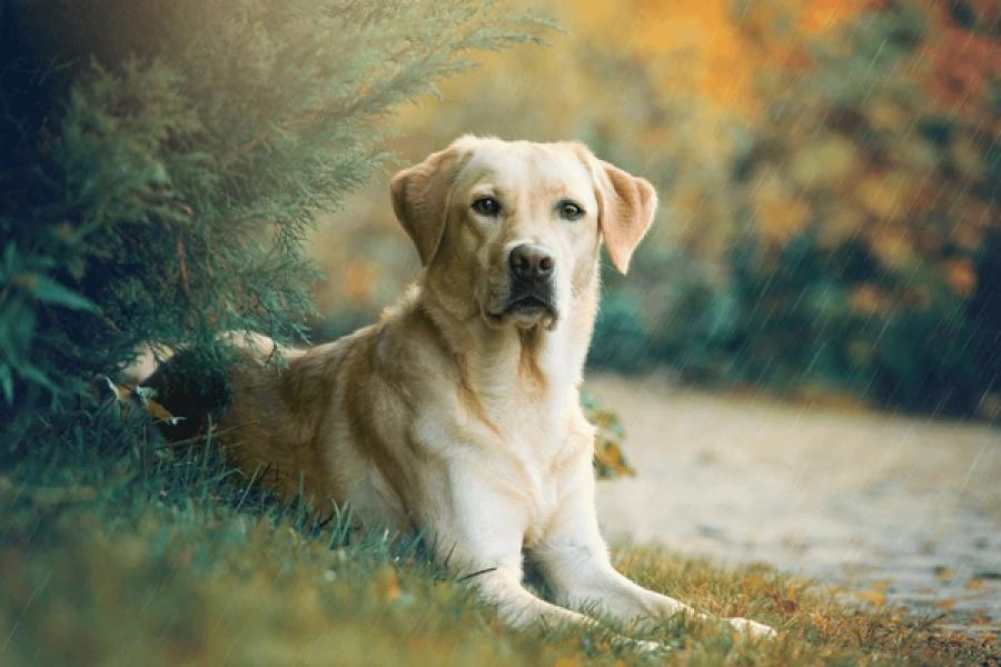 El Labrador Retriever lidera la lista. 