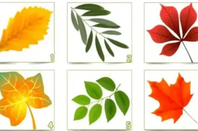 Test viral: la hoja que elijas revelará cuál es el rasgo distintivo de tu personalidad