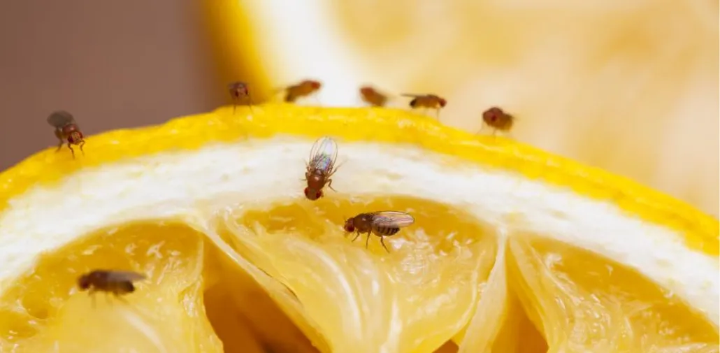 Cuál es el truco infalible para eliminar los mosquitos de la cocina y evitar que regresen