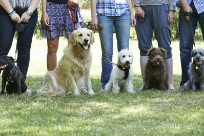 Cuál es la raza de perro considerada la mejor mascota, según los veterinarios
