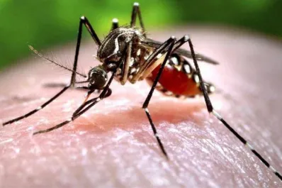 Dengue: Es importante no dejar que avance la enfermedad, afirmó una especialista