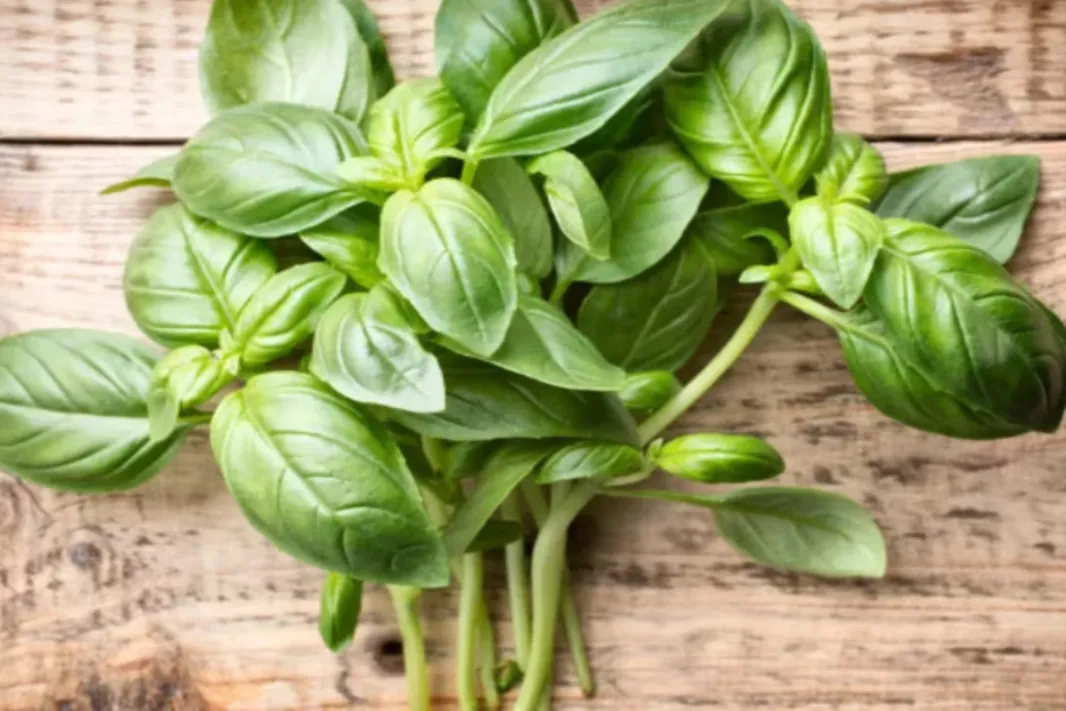 ¿Qué le sucede a tu cuerpo si consumes una sola hoja de albahaca todos los días?