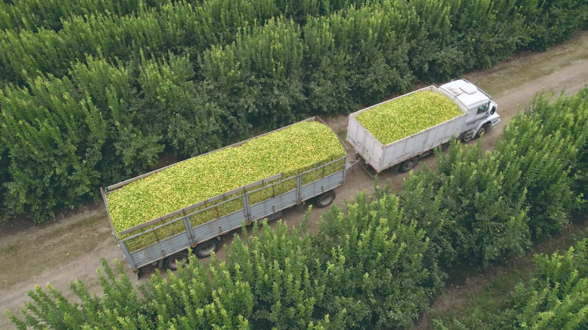 Los camiones de SA San Miguel con la fruta fresca de los campos de la empresa.