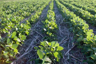 La rotación favorece el vínculo agua-suelo