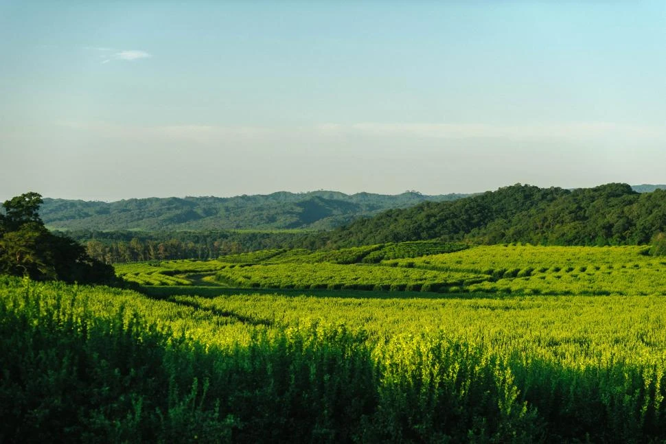 CONSERVACIÓN DE LA BIODIVERSIDAD. 0,75 ha de bosque nativo protegido por hectárea productiva.