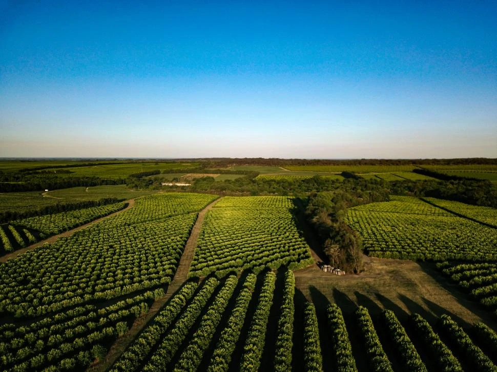 Las frutas y los productos de Frutucuman viajan a los mercados más exigentes del mundo