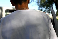 Dengue: el mosquito ¿pica o no sobre la ropa?
