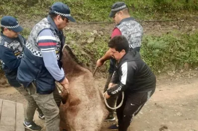 San Javier: rescatan una yegua en estado de abandono