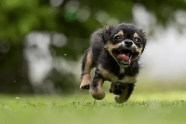 Cuáles son las palabras que más emocionan a los perros, según la ciencia