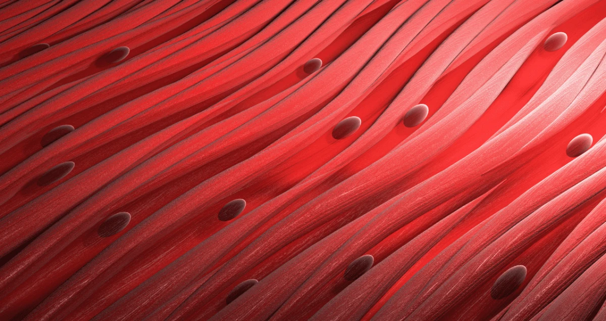 El bloquear esta enzima parece prevenir la atrofia muscular, según el estudio publicado en la revista Science Translational Medicine.