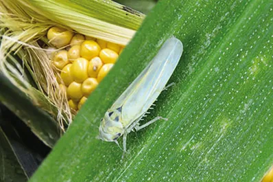 Agropecuarios advierten pérdidas de hasta el 100% de sus cultivos de maíz por el dalbulus maidis