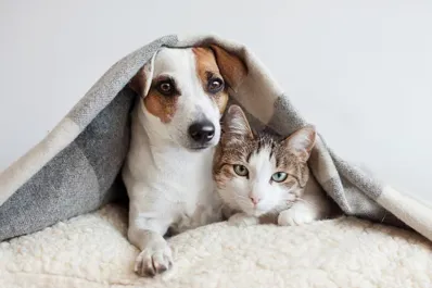 El mejor truco casero para eliminar el olor a pis de tus mascotas