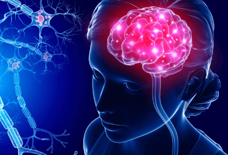 Descubrieron que un alimento puede dañar el cerebro: ¿qué dice el estudio de Harvard?