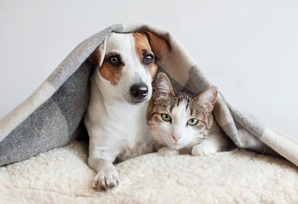 El mejor truco casero para eliminar el olor a pis de tus mascotas 