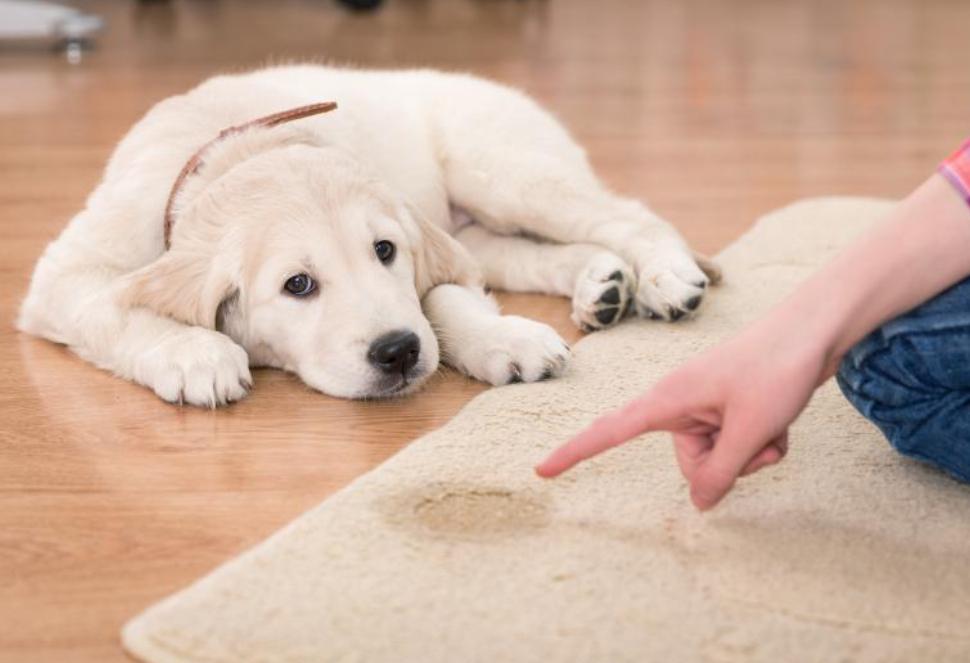 El mejor truco casero para eliminar el olor a pis de tus mascotas