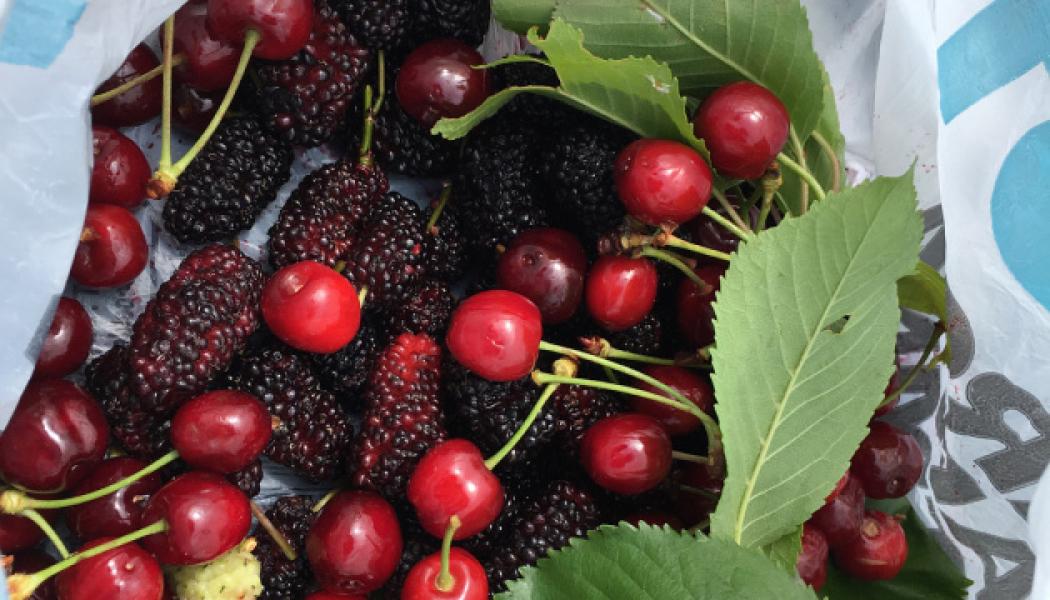 Moras y cerezas, frutas amigables con nuestro bienestar.
