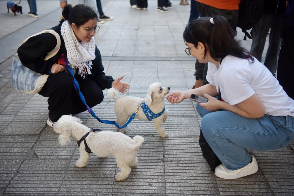 “Mi raza favorita es el rescatado”: un encuentro para reflexionar sobre las mascotas que necesitan un hogar