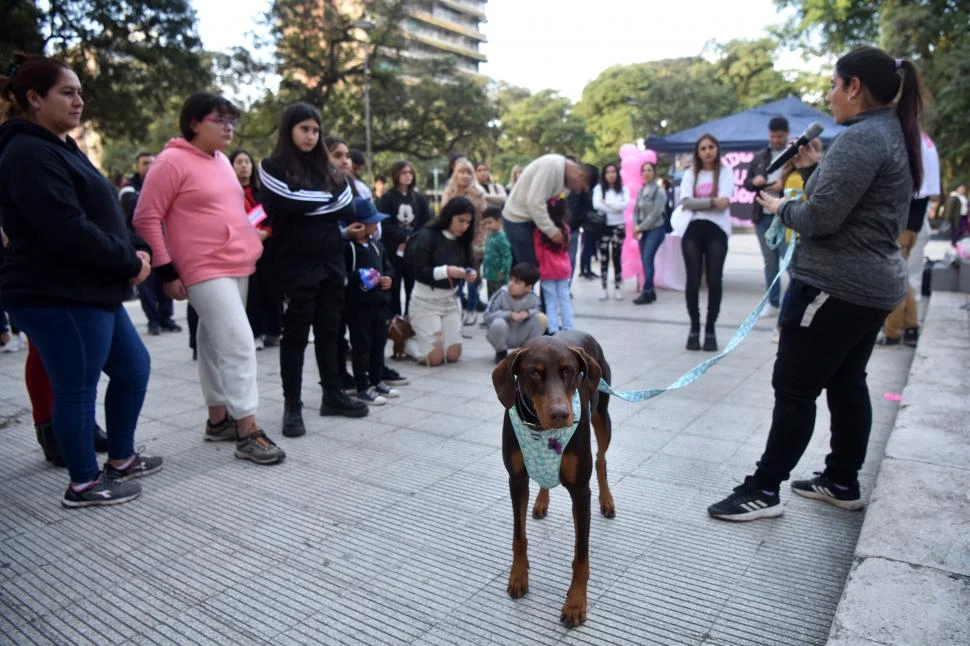 “Mi raza favorita es el rescatado”: un encuentro para reflexionar sobre las mascotas que necesitan un hogar