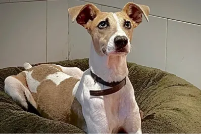 Gran Hermano: los rescatistas de Arturo exigen que saquen al perrito de la casa