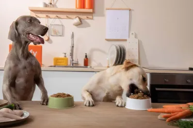 Cuáles son los alimentos de humanos que los perros no deben comer