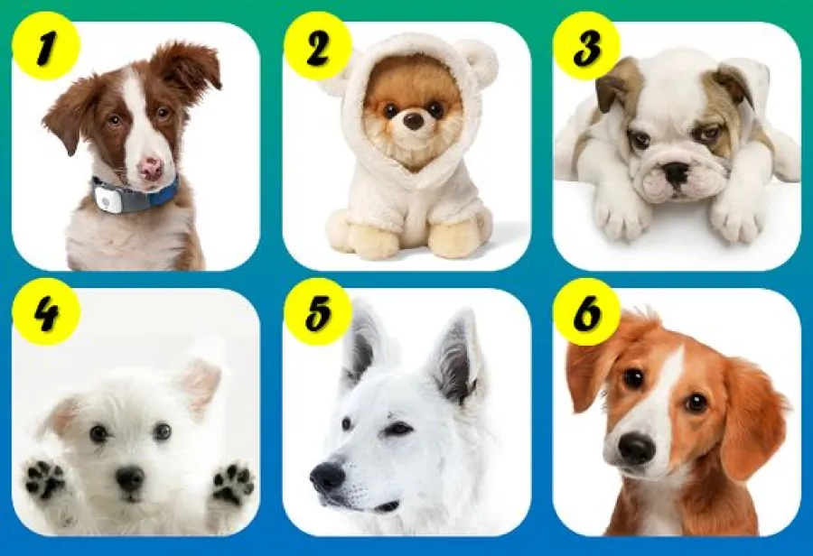 Test viral: el perrito que elijas revelará un rasgo sorprendente de tu personalidad