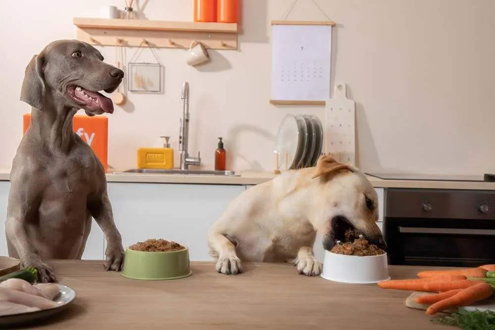 Cuáles son los alimentos de humanos que los perros no deben comer