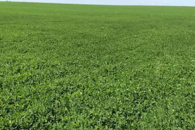 El cultivo de servicio se afianza en la región