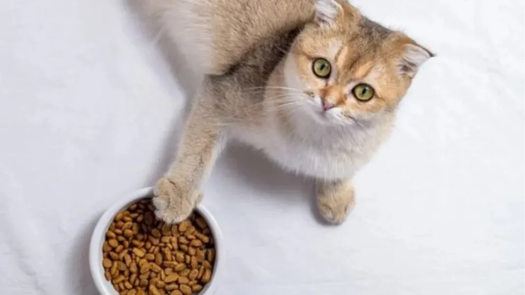 ¿Por qué mi gato pide más comida si su plato está lleno?