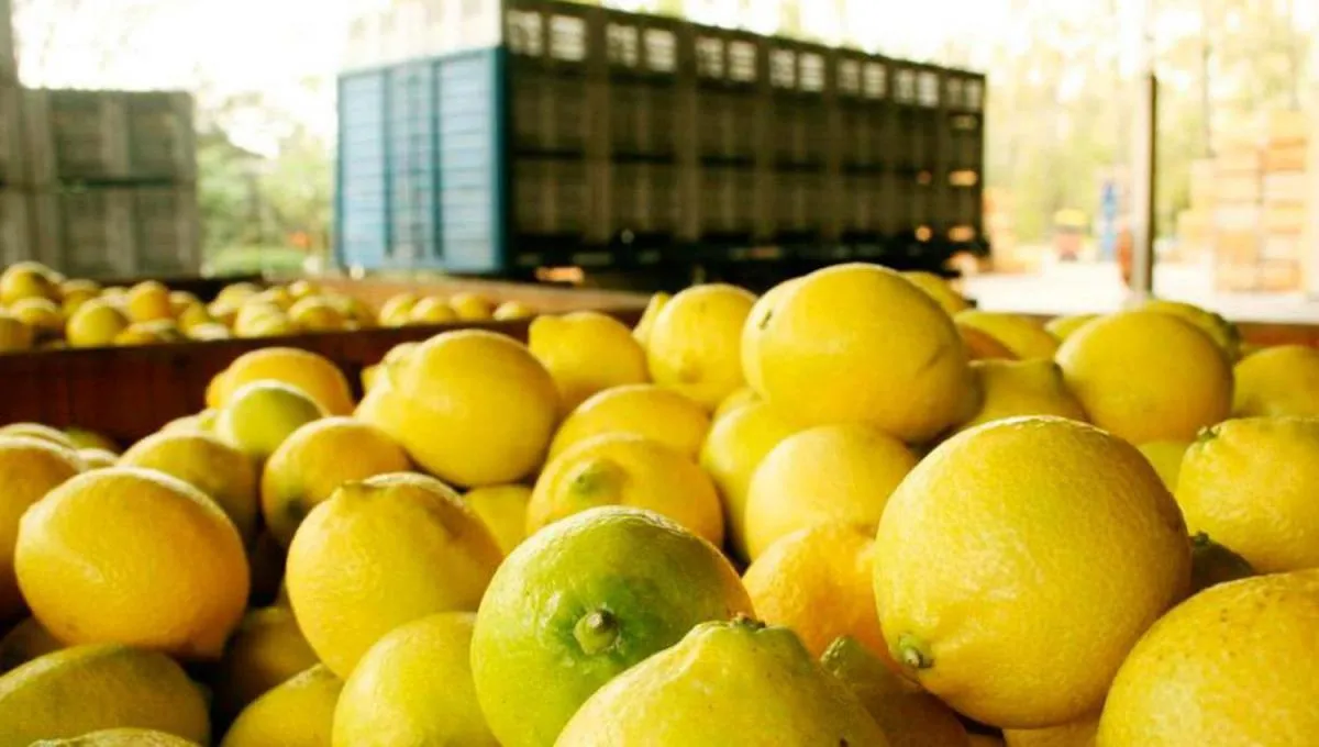 Preocupación del Gobierno por la situación que atraviesa el citrus en el mercado