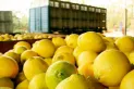 Preocupación del Gobierno por la situación que atraviesa el citrus en el mercado