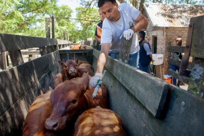 Aftosa: modifican la normativa respecto de qué vacunas utilizar