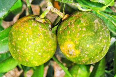 La Eeaoc ofrece capacitación sobre HLB a escuelas agrotécnicas