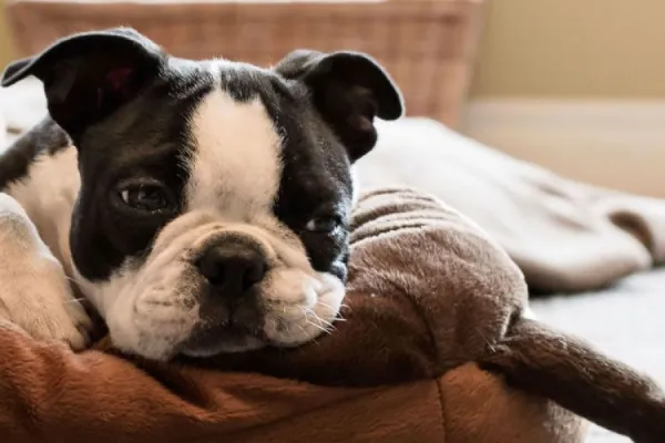 José Cano propone reconocer a los animales como seres sintientes en Tucumán