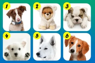 Test viral: el perro que elijas revelará un rasgo sorprendente de tu personalidad