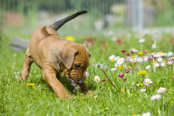 ¿Por qué los perros rascan el piso y su cama?