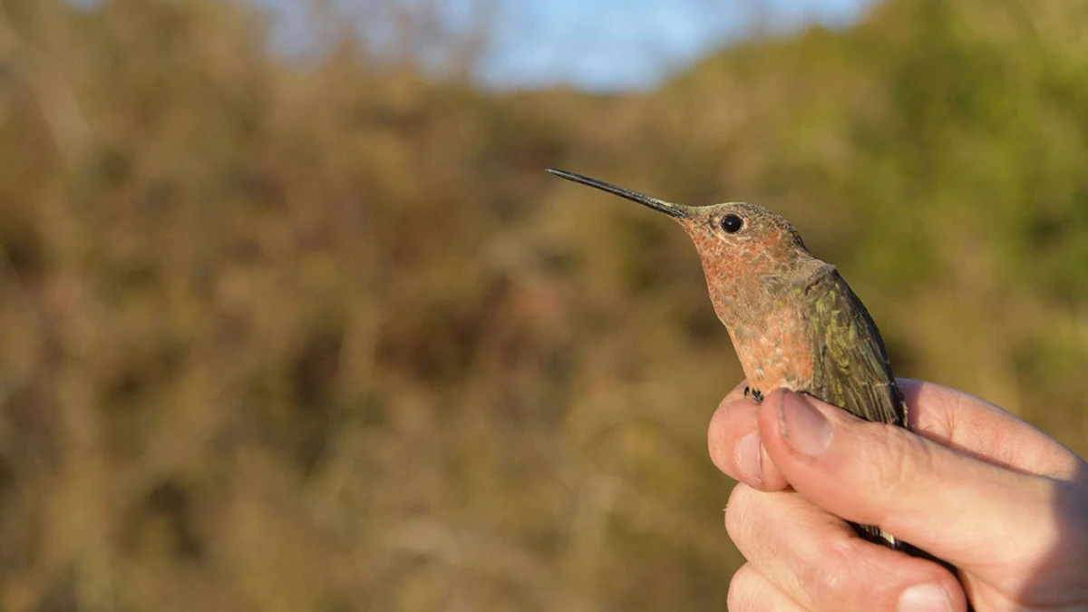 Así es la especie de Colibrí gigante más grande del mundo