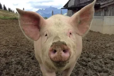 Un chancho atacó a su dueño: lo mató y se comió parte de sus órganos