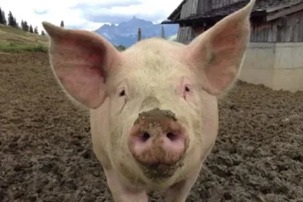 Un chancho atacó a su dueño: lo mató y se comió parte de sus órganos