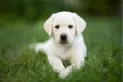 Cuáles son las mejores razas de perros para vivir en casa, según especialistas