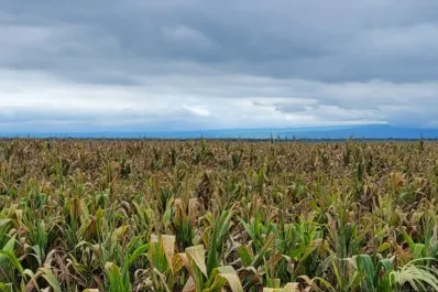 Las provincias del NOA definen un plan para contener el avance de la chicharrita del maíz