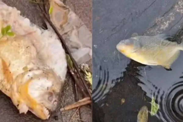 Comenzaron a aparecer pirañas en las calles de Porto Alegre por las inundaciones