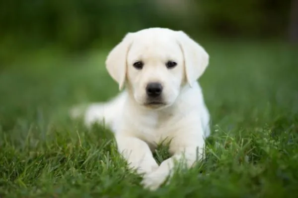 Cuáles son las mejores razas de perros para vivir en casa, según especialistas