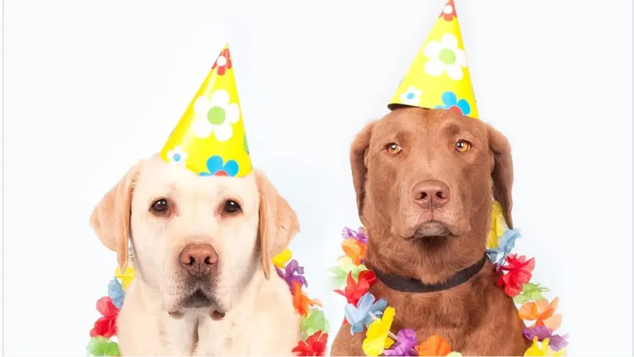 Existe un nuevo método para calcular la edad de un perro en años humanos