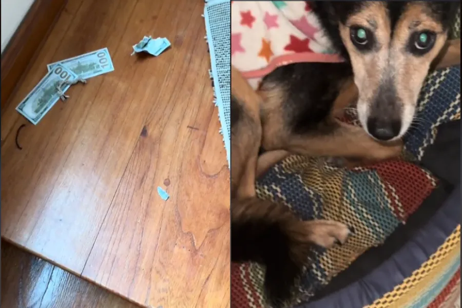 Cientos de dólares masticados por un perrito. 